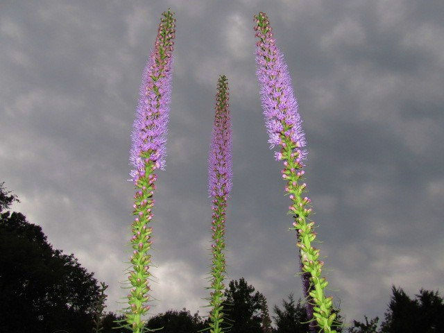 These Dense Blazing Star plants must look like skyscrapers to the insects below! - Photo by Jason Allen
