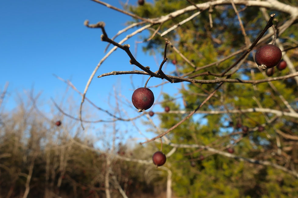The fruit of Hackberry trees are quite popular with the birds. - Photo by Jason Allen
