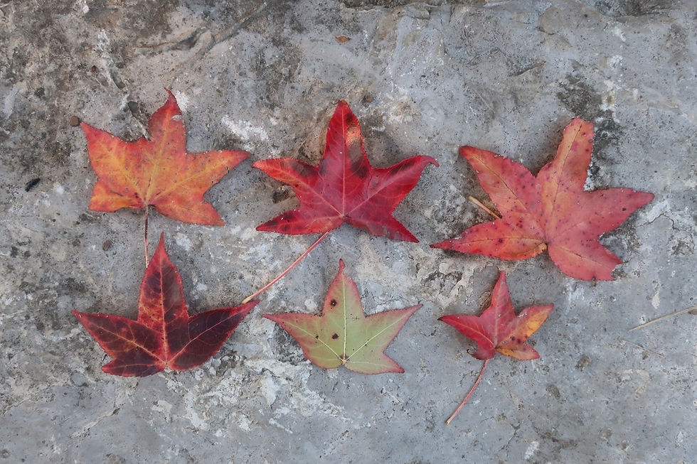 Sweet Gum leaves found on the ground at Cheekwood in Nashville last autumn. - Photo by Jason Allen