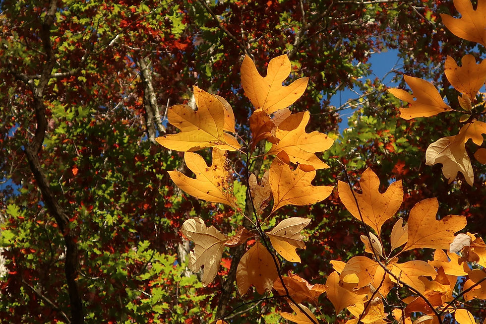 The ghost leaves of a Sassafras tree. - Photo by Jason Allen