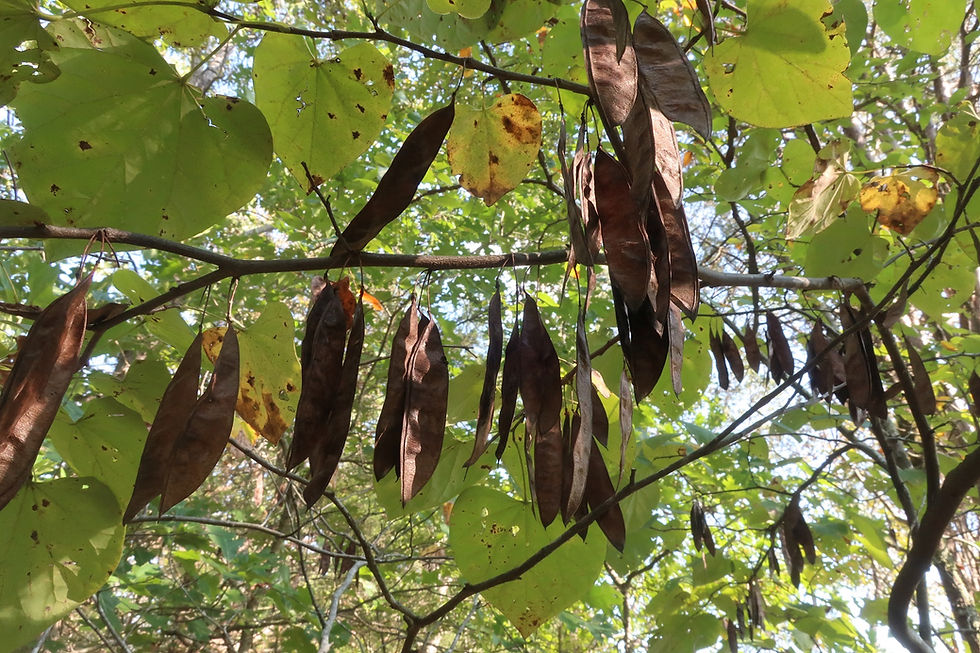 The brown seeds pods of Eastern Redbud. - Photo by Jason Allen