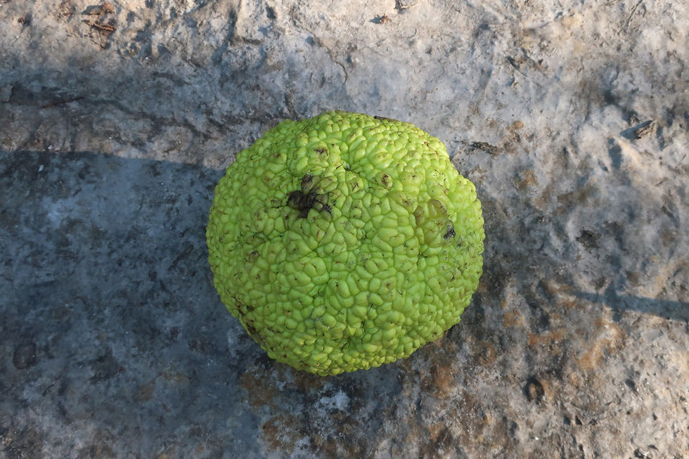 The unusual "hedgeapple" fruit produced by an Osage Orange tree. - Photo by Jason Allen