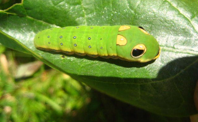 Spicebush Swallowtail caterpillar on a Sassafras leaf. - Photo by Jason Allen