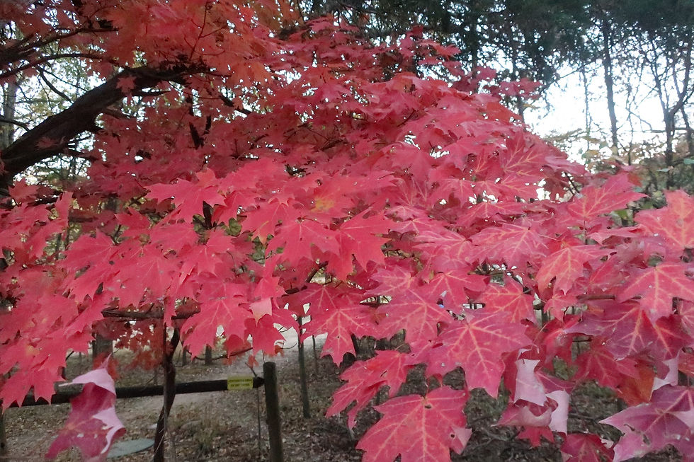 Sugar Maple typically produces orange leaves in autumn, but sometimes they are red. - Photo by Jason Allen