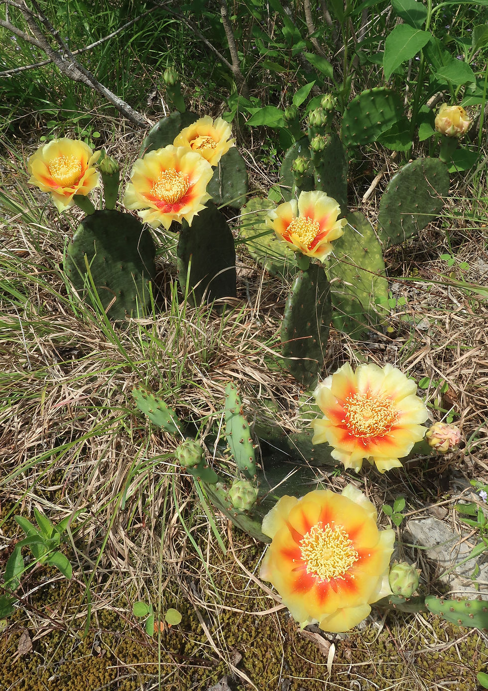 Eastern Prickly Pear flowers this past May. - Photo by Jason Allen