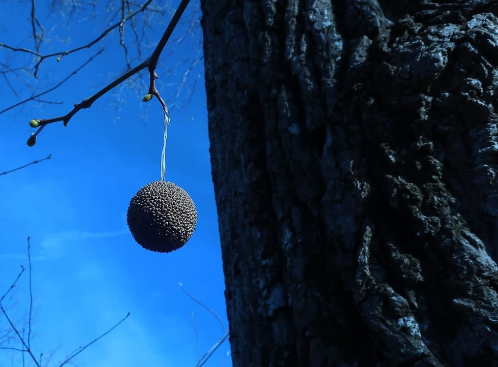 The globular fruit of American Sycamore. - Photo by Jason Allen