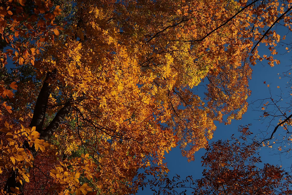 A Mockernut Hickory tree showing off its brilliant fall colors. - Photo by Jason Allen