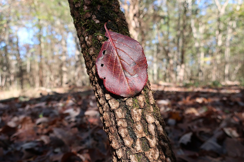 The autumn leaf and bark of a Rusty Blackhaw tree. - Photo by Jason Allen