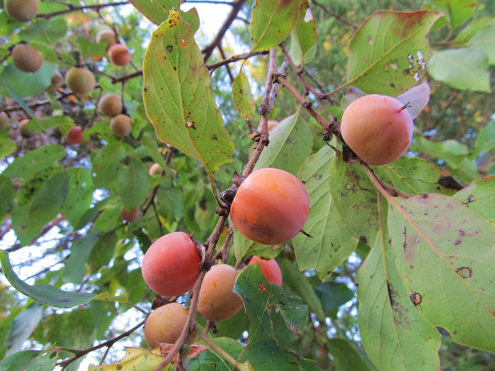 Ripening persimmon fruit in September - Photo by Jason Allen