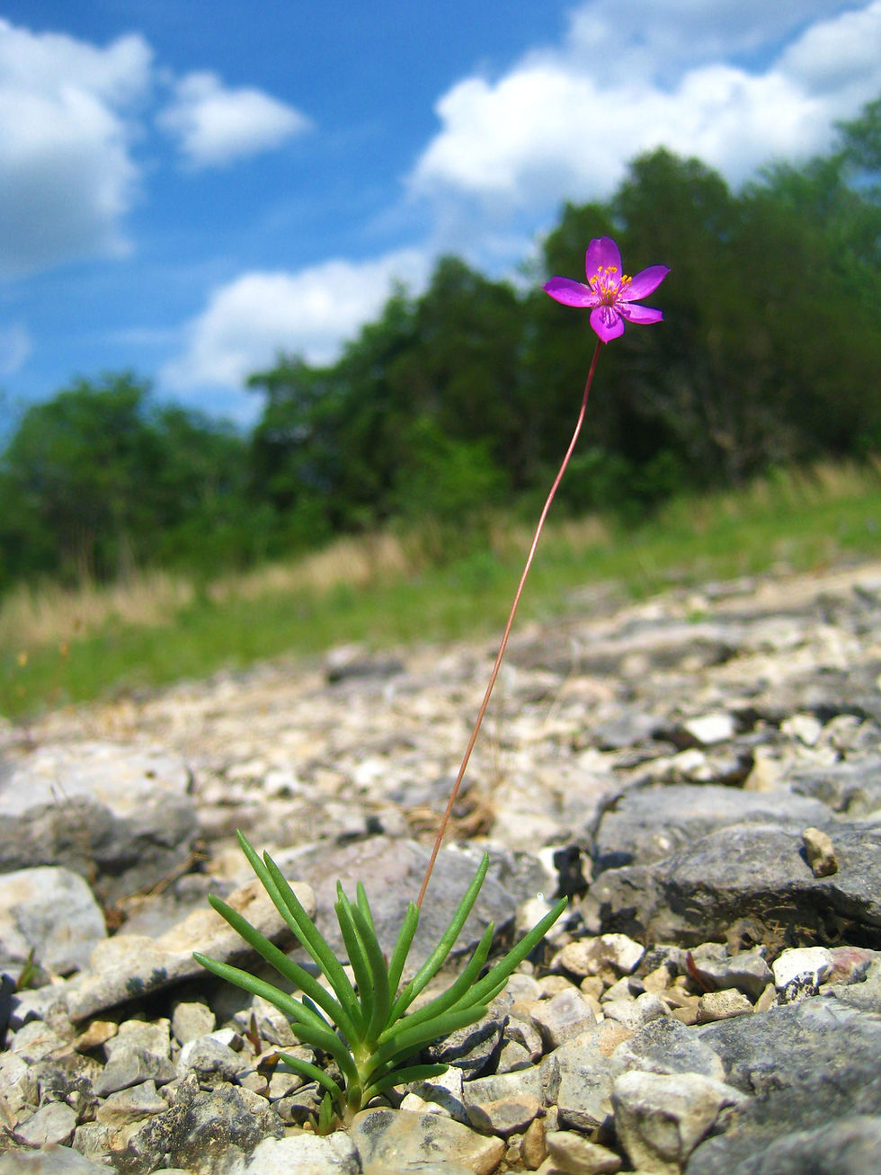 Notice the rounded, succulent leaves of Limestone Fameflower which store water. - Photo by Jason Allen