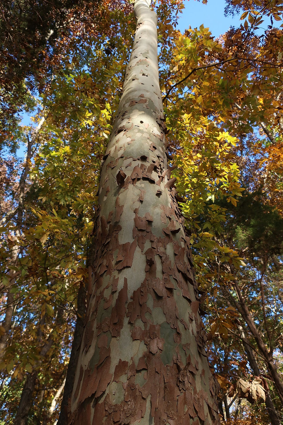 The brown and white mottled bark of American Sycamore. - Photo by Jason Allen