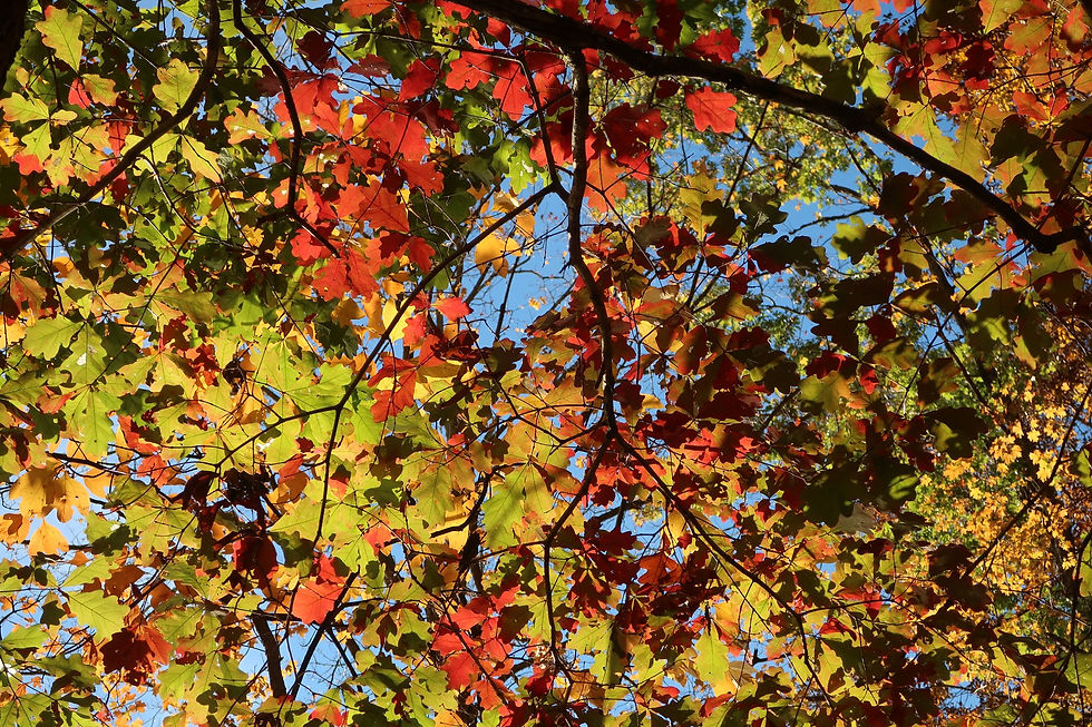 White Oak changing color in the Middle Tennessee woods. - Photo by Jason Allen