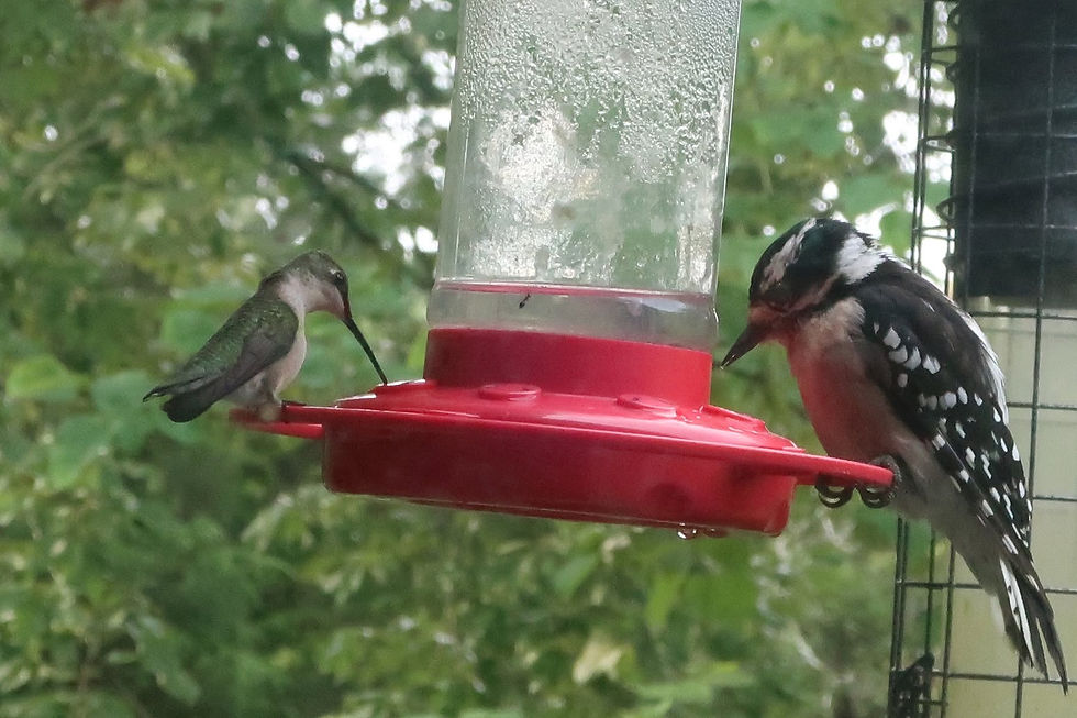 A scene from my front porch this summer. The downy woodpecker got dive bombed by the hummingbird a few times but wouldn't budge. Ultimately the little hummingbird learned acceptance and made peace with the woodpecker, and they became good friends and lived happily ever after. That is, until another hummingbird showed up a few seconds later and chaos ensued. - Photos by Jason Allen