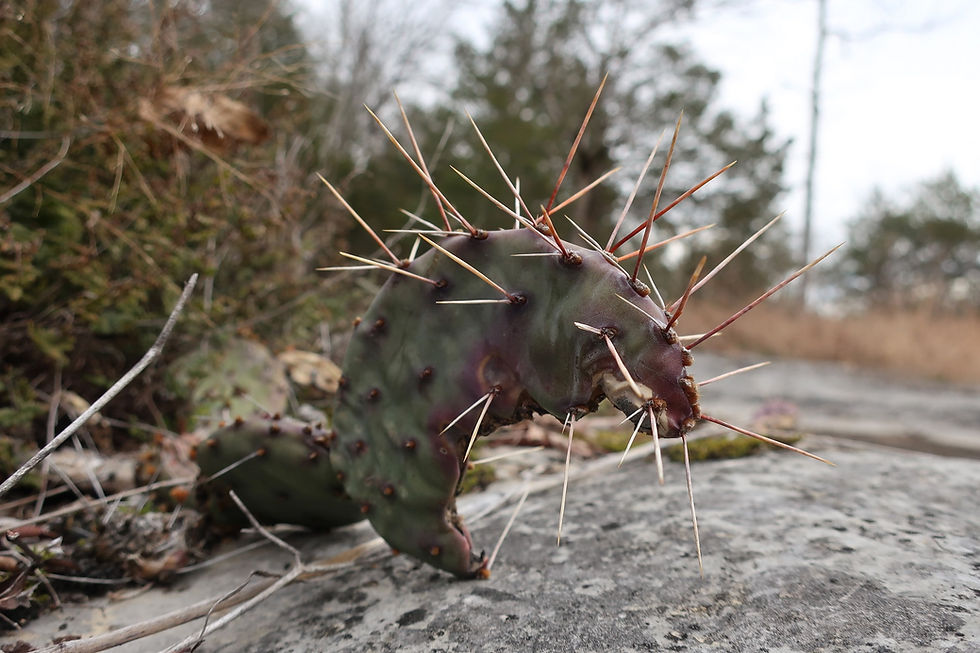 An Eastern Prickly Pear creature in the cedar glades of Middle Tennessee. - Photo by Jason Allen