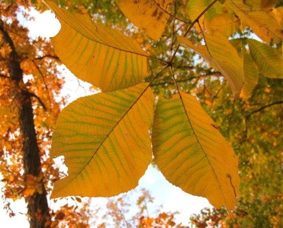 The autumn leaves of a Red Hickory tree. - Photo by Jason Allen