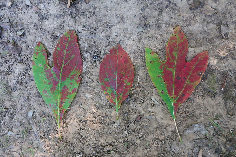 Three of the unique leaf shapes found on a Sassafras tree. - Photo by Jason Allen