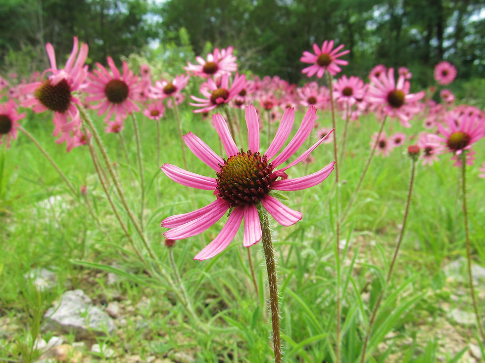 Tennessee Coneflower blooming in the cedar glades of Middle Tennessee. - Photo by Jason Allen