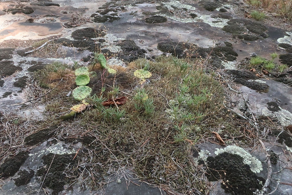 The rare Menges' Fameflower (Phemeranthus mengesii) in a sandstone glade. - Photo by Jason Allen