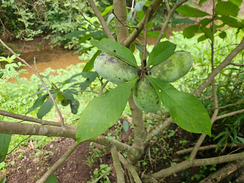 The late summer fruit of a Pawpaw tree. - Photo by Linda Nesvik.