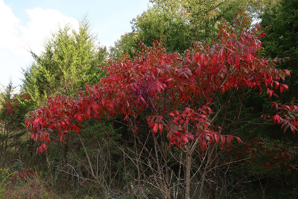 Winged Sumac often has fiery red foliage as early as July. - Photo by Jason Allen