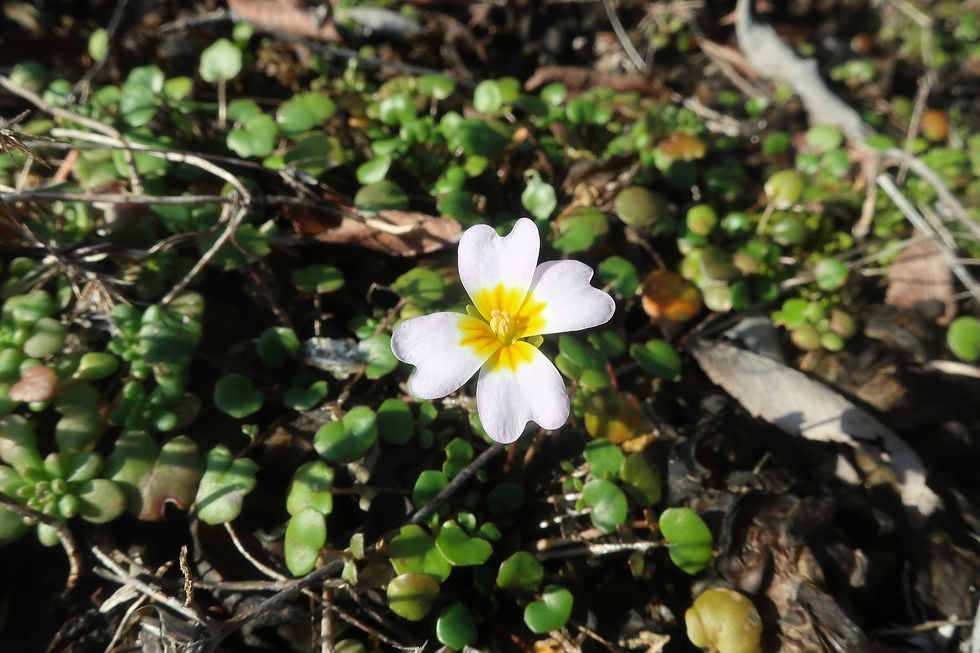 This little glade cress flower was found near my home on Jan. 7th. - Photo by Jason Allen