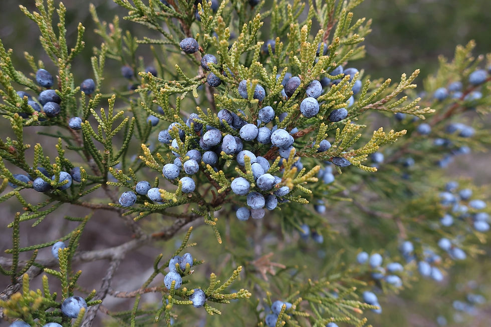 The fruits of Eastern Redcedar are actually a type of cone. - Photo by Jason Allen