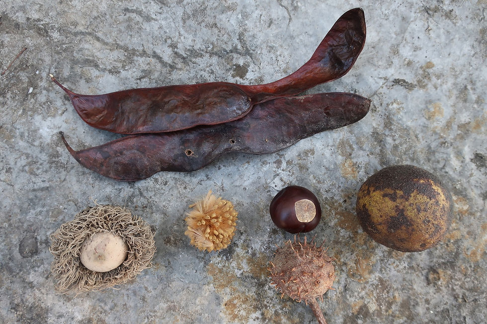 Top: Honey Locust (Gleditsia triacanthos). Bottom row (from left): Bur Oak (Quercus macrocarpa), American Sycamore (Platanus occidentalis), Ohio Buckeye (Aesculus glabra), Black Walnut (Juglans nigra). - Photo by Jason Allen