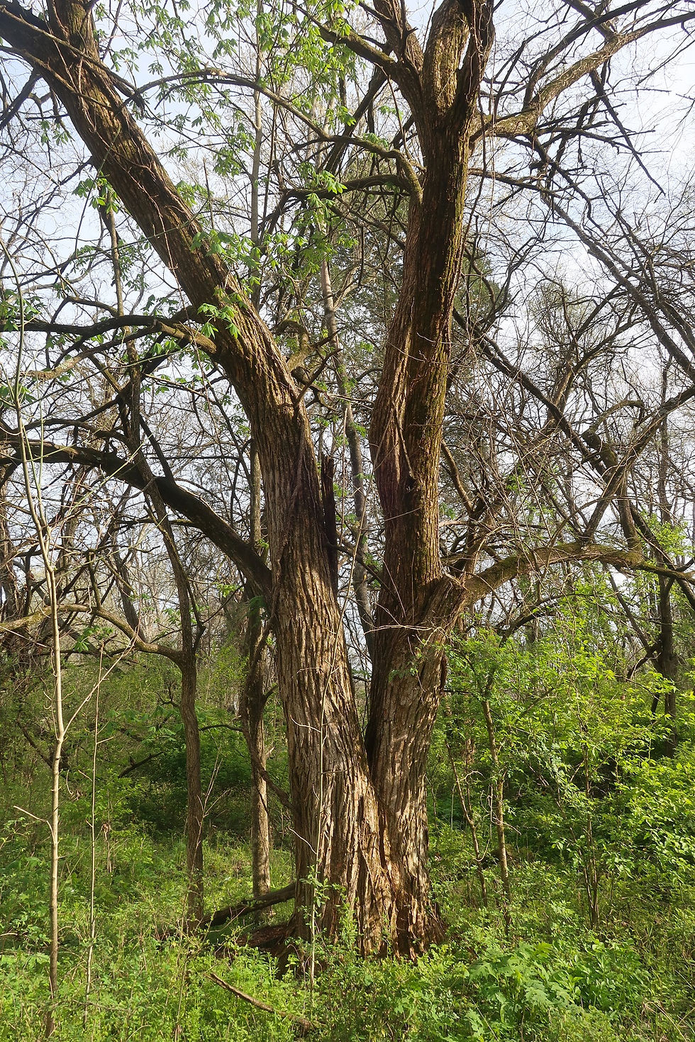 The perfect tree for the month of October? Osage Orange. - Photo by Jason Allen