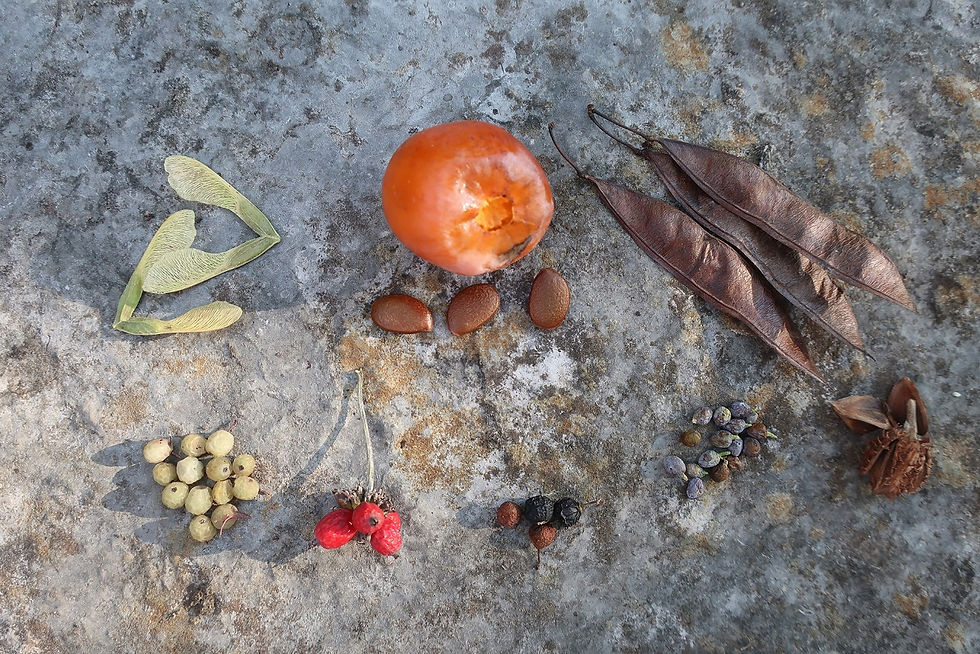 Top row from left: Boxelder (Acer negundo), Common Persimmon (Diospyros virginiana), Eastern Redbud (Cercis canadensis). Bottom row: Roughleaf Dogwood (Cornus drummondii), Flowering Dogwood (Cornus florida), Carolina Buckthorn (Rhamnus caroliniana), Eastern Redcedar (Juniperus virginiana), American Beech (Fagus grandifolia). - Photo by Jason Allen