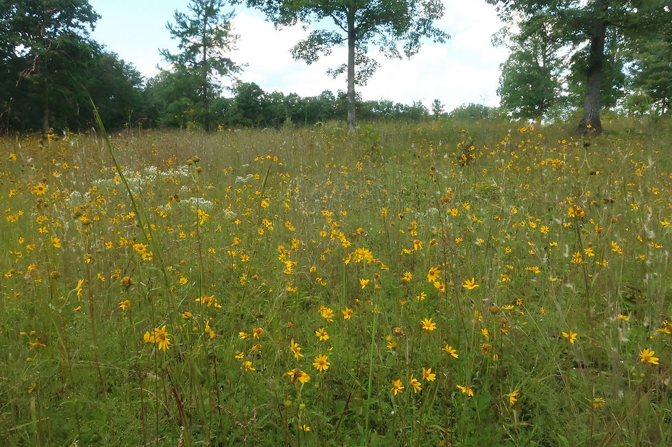 Western Sunflower (Helianthus occidentalis) in the savanna at Obed River Park. - Photo by Jason Allen