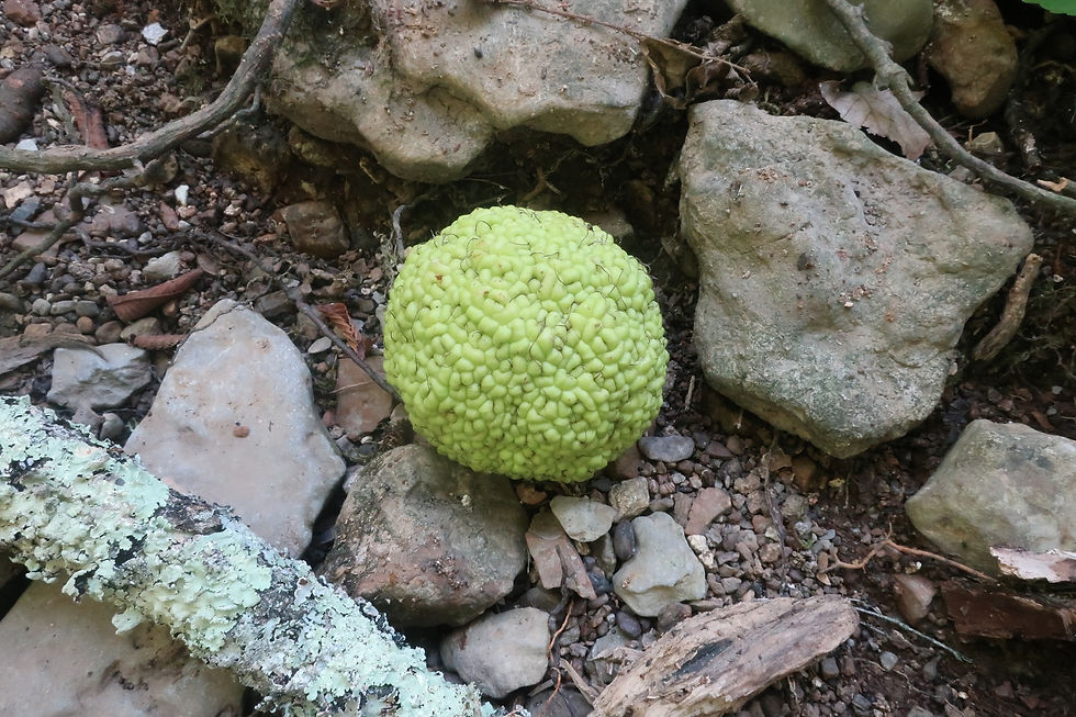 The huge, softball-sized fruit of an Osage Orange tree. - Photo by Jason Allen
