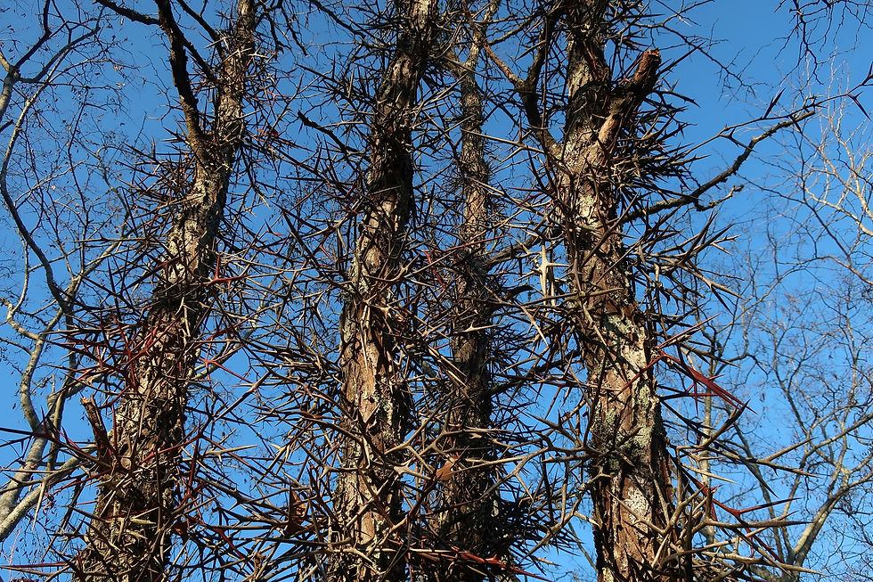 Anyone wanna climb these Honey Locust trees? Didn't think so. - Photo by Jason Allen
