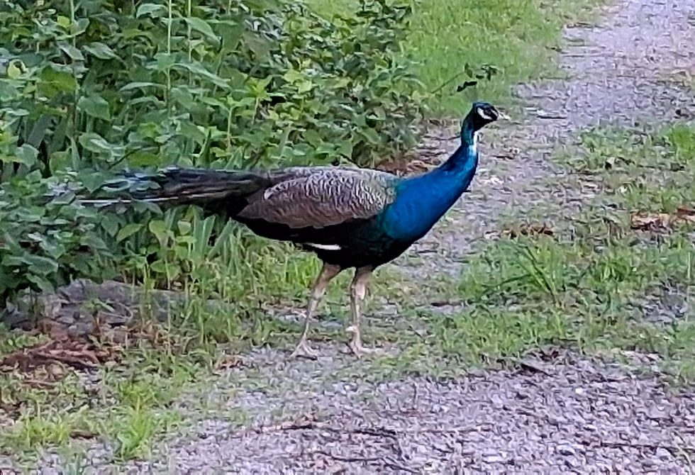 Peacock on a June stroll in our back yard. - Photo by Jason Allen