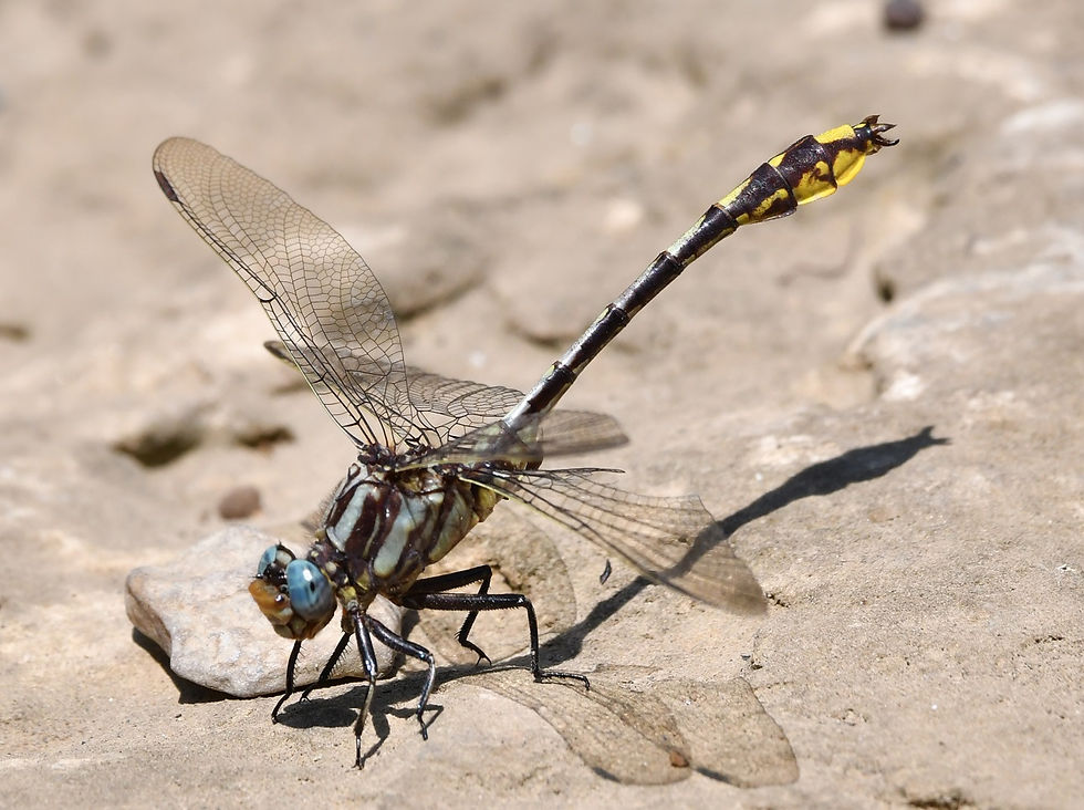A Tennessee Clubtail dragonfly near the creek at Sellars Farm. - Photo by Richard Connors