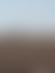 A lone, barren tree stands in the middle of an empty corn field
