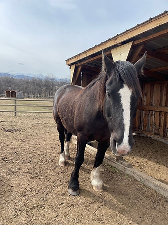 Equine therapy horses