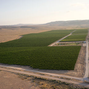 Propagating terroir revival in the Negev: How the wine industry can amplify its resilience to climate adversity through a deeper understanding of historic dryland viticulture