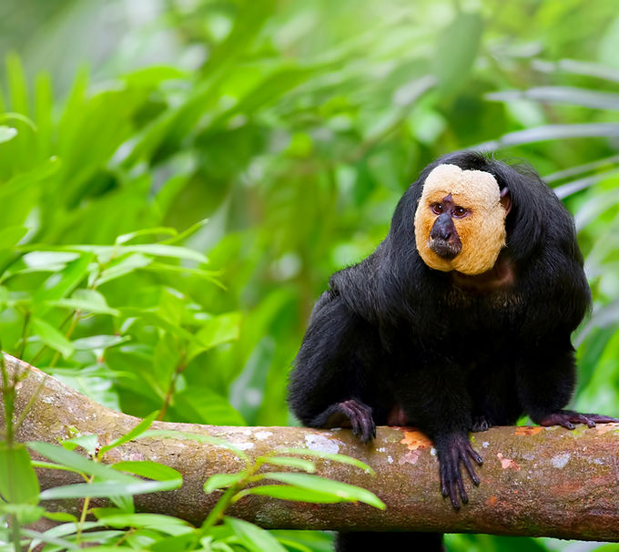 Volunteersuriname monkey.jpeg