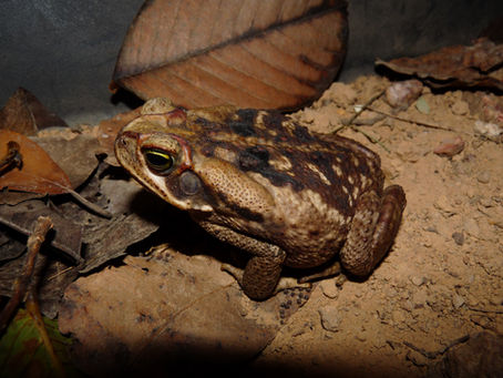 “COMO É DIFÍCIL SER SAPO!”
