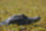 Cópia de Caiman yacare, Miranda, Mato Grosso do Sul 2.jpg
