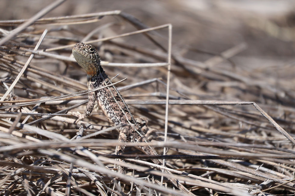 Condamine earless dragon wondering what we are looking at