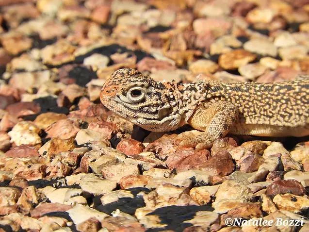 wildlife by natalee bozzi - 2.webp