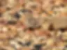 wildlife by natalee bozzi - 2.webp