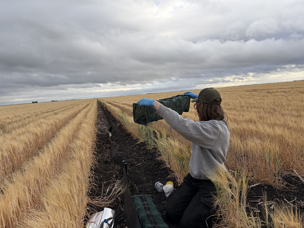 Caitlin Webb checking funnel traps