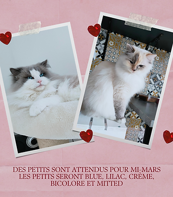 Rose Album Saint-Valentin Idées Cadeaux Amour Story Instagram.png
