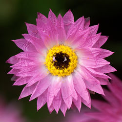 Pink Square1