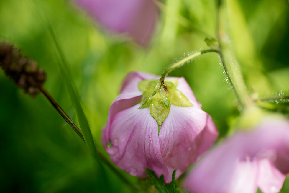 Flower Photography