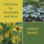 Perennials tab.jpeg