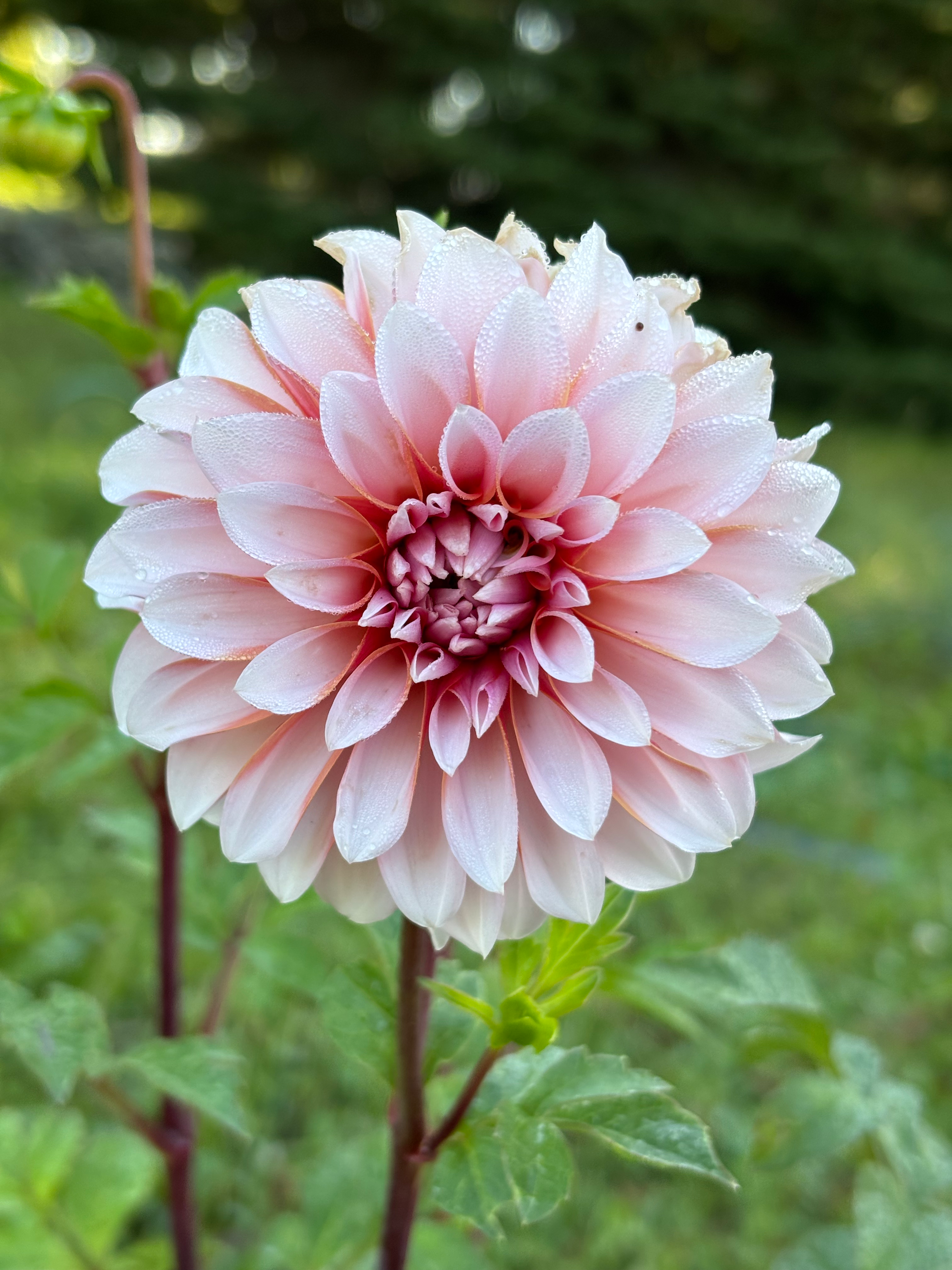 RM Baby Girl (cuttings coming soon)