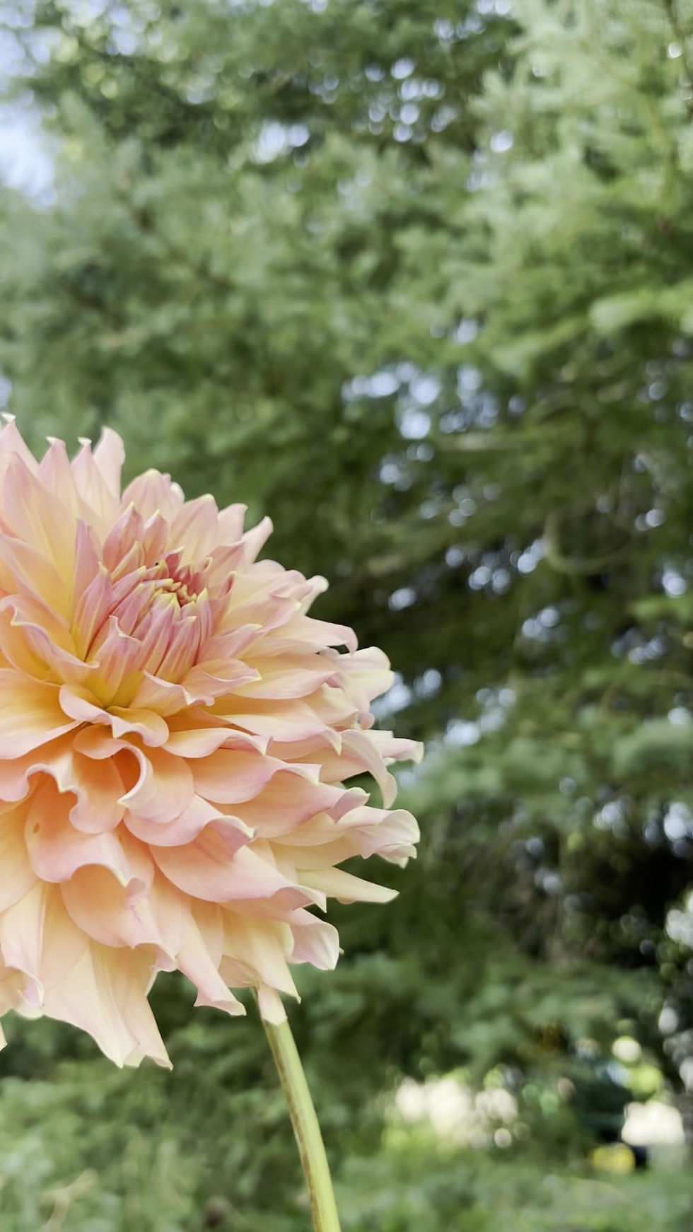 Thumbnail: Peach Bud